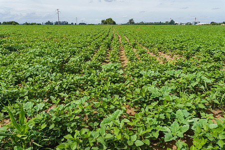 View of a soybean field in Firmat. Thanks to abundant rains brought by El Niño, the forecast for the 2024 harvest is a growth of 138% compared to 2023, the best harvest in five years and a breath of fresh air in Argentina's struggling economy.