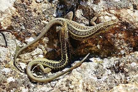 A male lizard is seen biting a female to mate. This ensures that she doesn't move. In Savur district of Mardin in Turkey, lizards mated one month earlier than normal due to global warming. Lizards normally mate between April and August.