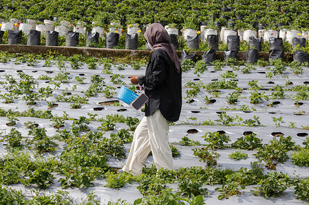 A woman visiting a strawberry farm in Berastagi City strolls through the fields, looking for ripe strawberries ready for harvest.