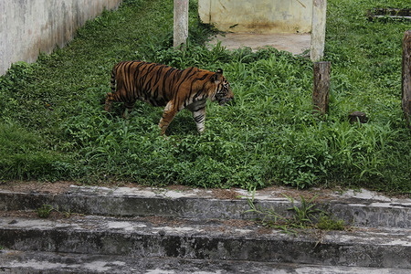 A Sumatran Tiger (Panther Tigris) undergoes a recovery process after receiving aid from the Forestry Service. Medan Zoo is currently experiencing difficulties with operational maintenance costs which resulted to the limited supplies of food and other necessities for the animals. Hence, five tigers in Medan Zoo have died due to malnutrition. With this, the Indonesian Nature Conservation Agency (BBKSDA), Forestry Service and the Indonesian government provided aid in the form of nutritious food, or vitamins to help and improve the health conditions of the remaining animals sheltered in Medan Zoo.
