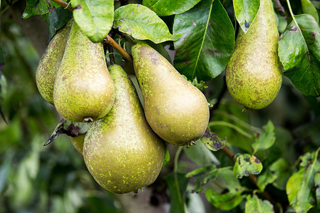 Pears are hanging on a tree in a pear orchard in Beveren. Belgium is one of the largest producers of pears in European Union. In 2023, the estimated pear harvest in Belgium was 412,000 tons, which was a 19% increase in just one year.