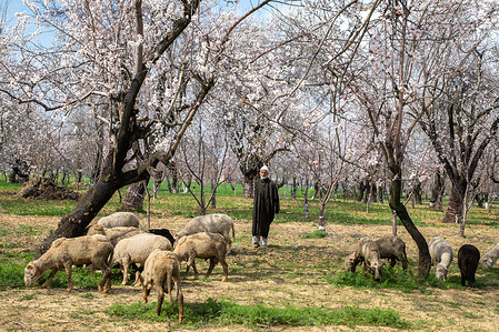A Kashmiri elderly man grazing his sheep under blooming almond orchard during spring season in the outskirts of Srinagar. Almond bloom begins ahead of the spring season in Kashmir after a long spell of winter in the Himalayan region.