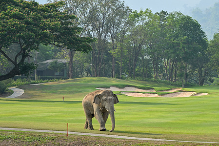 "Plai Salika" a wild elephant walks in Royal hills golf course. With Thailand in the midst of a heatwave, elephants have ventured out of the jungle in search of water on the golf course.