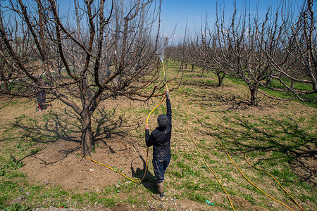 A Kashmiri farmer sprays pesticides in an apple orchard on a sunny spring day in the outskirts of Srinagar. Farmers across valley have started spraying apple trees to prevent insect damage to the fruits. Kashmir's apple industry is considered the backbone of the region's economy.