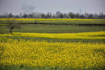 A cyclist rides along the blooming mustard fields during a spring season on the outskirts of Srinagar, the summer capital of Jammu and Kashmir.