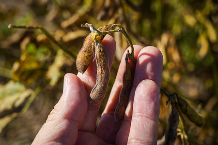 A hand holding some dry soybeans is seen in Firmat. The Buenos Aires Grains Exchange reported on Tuesday that rainfall in Argentina is projected to decrease as the El Niño weather phenomenon weakens, potentially leading to a drier autumn and the emergence of a La Niña climate pattern. While abundant rains from El Niño raise expectations for the best crop in five years, meteorological reports predicting a 77% chance of La Niña's return later this year dampen sector optimism. This forecast could potentially bring another cycle of drought to the region.
