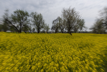 A view of blooming mustard fields on a cloudy spring day in Pulwama. The spring season in the Kashmiri language is called "Sonth." It spans a period of two months, commencing from mid-March and concluding in mid-May. This season rejuvenates and brings life to the greenery, trees, and flowers after the colder winter months. During spring, plants begin to grow again, with new seedlings sprouting out of the ground.