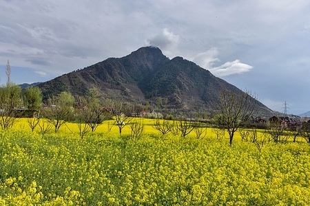 Mustard fields are seen in full bloom during a spring day on the outskirts of Srinagar, the summer capital of Jammu and Kashmir.
