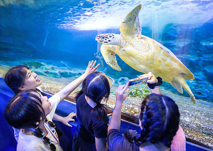 Visitors watch a sea turtle swim at Chiang Mai Zoo Aquarium. The Chiang Mai Zoo Aquarium reopened its doors to tourists on April 1st after more than a year of renovations. An investment of almost 30 million baht was made to refurbish both the exterior and interior of the building. The aquarium features an underwater tunnel system consisting of both freshwater and sea tunnels. Linked together by an auto-walking pathway, it is the longest of its kind in Southeast Asia, spanning a total length of 133 meters. The sea tunnel measures 66.5 meters in length, as does the freshwater tunnel.