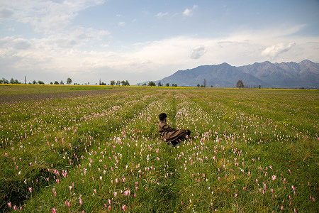 A Kashmiri man rests surrounded by wild tulips bloomed in the saffron fields during the spring season in Pampore, south of Srinagar. These wild tulips naturally flourish in Pampore's saffron fields during the springtime, attracting tourists and social media influencers.