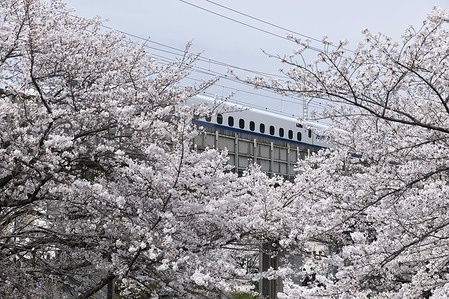 Shinkansen train seen on a bridge above blooming Sakura trees. The Sakura trees in Kawasaki are in full bloom during the Hanami season 2024.