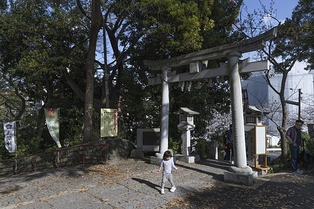 A little girl enters a shinto shrine trough a Tori gate with her father on a hill near Tama river.