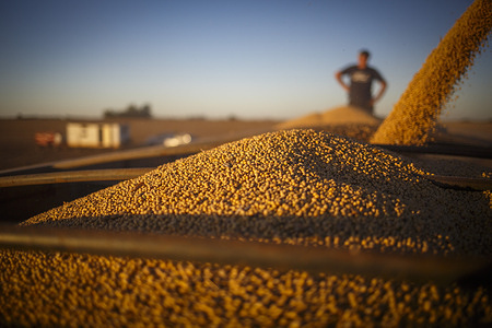 Soybeans are loaded into a grain trailer after harvesting at a soybean field in Firmat. The soybean harvest has commenced, sparking significant interest in an economy desperate for foreign currency. This season holds the promise of a bountiful crop.