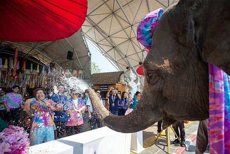 An elephant splashes water on Thai people during the Songkran water festival celebration at the Chiang Mai Night Safari. The animals Songkran event was held to promote the tourism industry during the Songkran Festival held to mark Thai traditional New Year, also known as the water festival.