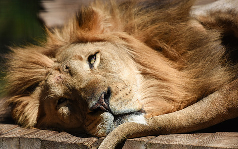 An African lion relaxes in its habitat at the Brevard Zoo in Melbourne. Brevard Zoo sheltered three African lions.
