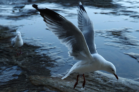 A seagull seen at La Perouse area.