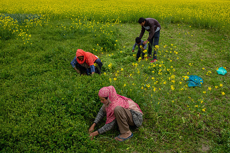 Kashmiri farmers seen working in their mustard field during the spring season in Pulwama, south of Srinagar. The spring season in Kashmir valley is a period of two long months starting from mid-March and ends in mid-May. According to the Directorate of Agriculture of the state government of Jammu and Kashmir, the Kashmir valley comprising six districts has an estimated area of 65 thousand hectares of paddy land under mustard cultivation, which is about 40 per cent of the total area under paddy.
