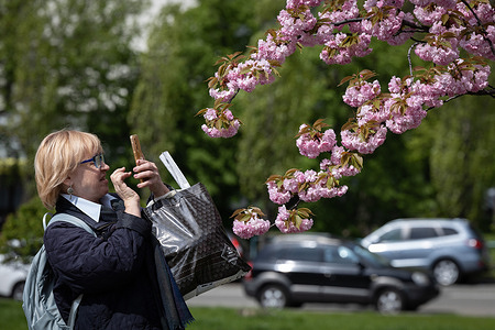 A woman takes a photo of sakura blossoms in Kyoto Park in Kyiv.