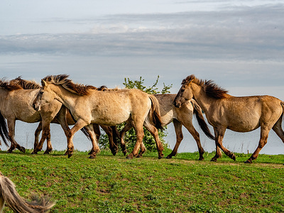 A group of wild horses runs around a green field. The 'Konik horse' (in Dutch, konikpaarden), is a relatively small horse from Poland that has been successfully used for natural grazing in the Netherlands for several decades. They have a typical wild color. In the Spring, walkers can easily find them grazing along the hiking routes that cross floodplains.
They prefer to live in large groups, divided into smaller 'harems', and you mainly encounter them in the nutrient-rich and water-rich floodplains. Koniks can survive independently in nature, as they are wild horses.