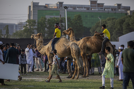 Camel owners show off their camels during the ramp show at an open ground beside Bangabandhu International Conference Center. More than 200 pet traders and breeders have come together to showcase their Animals at the event.