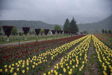 A general view of tulips in full bloom inside tulip garden on a spring day. The Indira Gandhi Memorial Tulip Garden, formerly known as Siraj Bagh, features approximately 1.7 million tulips of over 73 varieties, which serve as the main attraction during spring in Kashmir, signaling the beginning of the peak tourist season. Thousands of visitors are drawn to Kashmir's blooming almond alcoves and tulip gardens, which some local mental health professionals describe as therapeutic for the affected psyche.