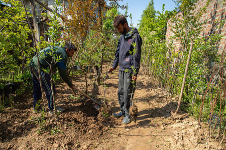 Men plant trees in a nursery during the World Earth Day in Srinagar. World Earth Day is celebrated annually worldwide on April 22 to raise awareness about the environment. The theme for Earth Day 2024 is "Planet vs Plastics." This theme emphasizes the need for collective action to repair and heal the planet's ecosystems, combat climate change, and preserve biodiversity.