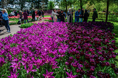People are seen taking a look at a group of purple tulips. Keukenhof is also known as the Garden of Europe one of the world's largest flower gardens and is situated in Lisse.The Netherlands.
During the almost eight weeks it is open, well over 1.4 million people from around the world will visit the exhibition. In addition to the millions of tulips, daffodils, and hyacinths in the park, the flower shows inside the pavilions have become larger and more beautiful.