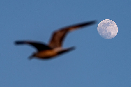 A seagull flies with the full moon seen in the background.