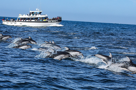 The whale-watching ship "The Sea Wolf II" brings customers to watch a pod of Pacific white-sided dolphin (Lagenorhynchus obliquidens) at the Monterey Bay section of the Pacific Ocean near Moss Landing.