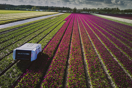 (EDITOR'S NOTE: Image is taken with drone)
View of tulip selection robot autonomously driving through the tulip field using GPS-RTK. Cameras scan the tulips, after which an AI (Artificial Intelligence) network analyzes the images for disease patterns. The treatment robot then takes care of treating the leaves.