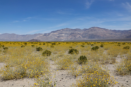 View of Desert Gold (Geraea canescens) blooming along Panamint Valley road in Death Valley. Desert Gold (Geraea canescens) flowers can be seen for miles in Death Valley which may be part of a superbloom. Superbloom is a rare desert botanical phenomenon which unusually high proportions of wildflowers bloom in the desert soil.