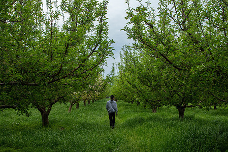 A Kashmiri farmer walks through an apple orchard after the rainfall in the outskirts of Srinagar.