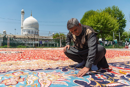 Fayaz Ahmad Shah, the owner of largest carpet take a look on his carpet as it dries in the sun on a path near the Hazratbal shrine. Following Srinagar's recognition as one of the most creative cities globally, Kashmir's artisans are striving to live up to this prestigious title. In the village of Wayil in North Kashmir's Kralpora region, a team of Kashmiri artisans has unveiled a masterpiece hailed as Asia's largest handcrafted carpet. This hand-knotted Kashmiri carpet measures an impressive 72 feet by 40 feet, covering a vast area of 2,880 square feet. It took more than 25 artisans over eight years to complete this extraordinary piece. The entire carpet industry in the Kashmir valley takes immense pride in this achievement. The intricate weaving of this exceptional carpet was overseen by two seasoned veterans of the craft, Fayaz Ahmed Shah and Abdul Gaffar Sheikh, whose steadfast dedication ensured the completion of this monumental work despite numerous challenges.