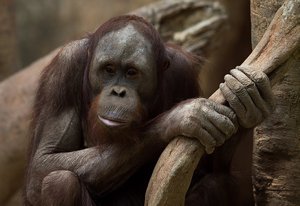 A new ten-year-old male Bornean orangutan (Pongo pygmaeus) named 'Popo' is seen looking out in his enclosure at the Bioparc in Fuengirola. Bioparc Fuengirola welcomes the arrival of a new Bornean orangutan called 'Popo', who will become the new dominant orangutan following the death of the previous alpha male of the orangutan group. Since 2002, Bioparc Fuengirola has participated in the EAZA Ex-situ Programme (EEP), a program for the conservation and reproduction of wild animals.