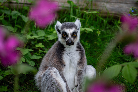 A Lemur is seen at West Midlands Safari Park. The park is home to over 100 different species across 80 hectares and originally hosted former circus animals when it first opened in the early 70's.