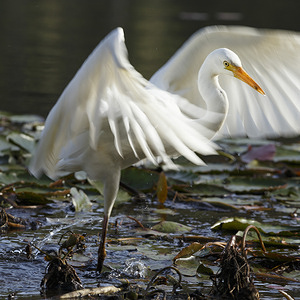 Intermediate Egret (Ardea intermedia) flaps its wings in thewater at Enoggera Reservoir within D'Aguilar National Park.