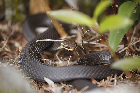 Marsh Snake (Hemiaspis signata) basking in the sun atLamington National Park in Gold Coast.