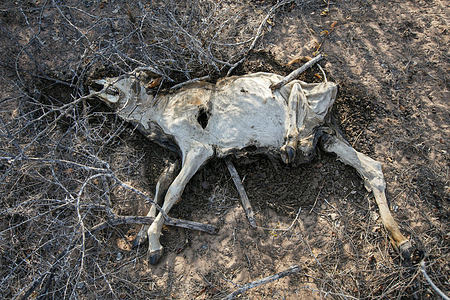 (EDITORS NOTE: Image depicts death) A calf lies dead due to hunger and thirst in Milore village one of the areas affected by drought.
Residents of Kilifi, Lamu, and Tana River along with their livestock in the Coastal region of Kenya are facing starvation due to the ongoing drought. Last month, President Uhuru Kenyatta declared the drought a "National Disaster" and ordered the immediate release of emergency relief food for the victims which the government started distributing last week.