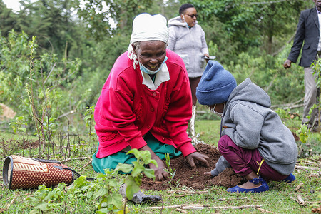 An elderly woman and a boy plant tree seedlings at a deforested area inside Mau Forest.
As a measure to mitigate the impacts of climate change, the Kenyan government set a target to increase national tree cover to 10% by the year 2022, aiming at planting 1.8 billion tree seedlings between the years 2020 and 2022. Climate change has led to extreme weather conditions that have triggered an estimated 30 million displacements across the world with the global south being the hardest hit. Experts are warning heating above 1.5 degrees Celsius will be catastrophic and they are urging for rapid global commitments to limit global warming.