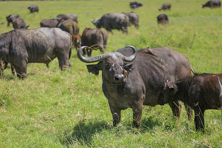 Buffalos are seen moving freely in Mara Triangle, part of the larger Maasai Mara in Narok County, as the tourism sector begins to recover from the economic crisis caused by the Covid-19 lockdown.World Wildlife Fund is now supporting local communities through creation of conservancies that allow wildlife to move freely in mixed model.
