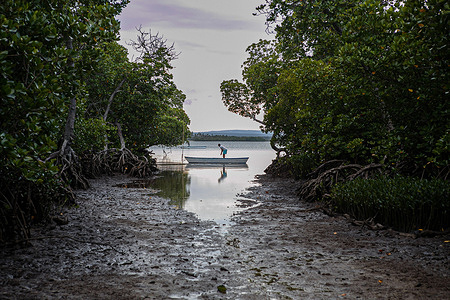 Mida Creek one of the most productive mangrove ecosystems in the world. Mida Creek is also recognized as an International Bird Area which is part of Watamu Marine National Park and Reserve.
Watamu Marine National Park and Reserve is located in the coastal part of Kenya and was established in 1968 as one of Kenya's first marine parks. It is a protected area that is also recognized internationally as a UNESCO Biosphere Reserve. The area is designated as a site of natural excellence and should demonstrate how local people and the environment can coexist through careful stewardship of our natural marine resources and human assets. The Marine Park and Reserve is renowned worldwide for its natural beauty and boasts rich marine life.