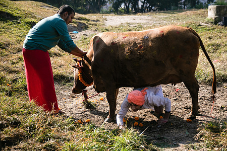 A Hindu devotee crawls under a cow while performing rituals during the Tihar festival, also known as Diwali.Cows are considered sacred to Hindus and are worshipped during Tihar festival, one of the most important Hindu festivals dedicated to the Goddess of wealth Laxmi.
