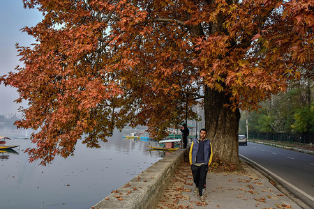 A man walks on the banks of Dal lake during a cold autumn day.
Cold conditions continue across the Kashmir valley even as many places recorded this season's coldest night. Srinagar recorded the lowest minimum temperature of the season at minus 1.2 degree Celsius.