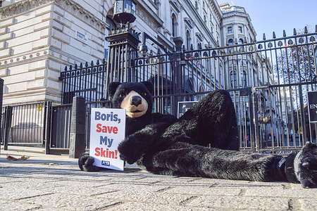 A PETA (People for the Ethical Treatment of Animals) activist dressed as a bear and holding a 'Boris, Save My Skin' placard lies on the pavement during the protest outside Downing Street. 
PETA are asking the government to replace bear fur used in the Queen's Guards' caps with faux fur made by ECOPEL. It can take the skin and fur of one bear to make just one cap. ECOPEL have offered to provide their faux fur to the Ministry of Defence free of charge until 2030.