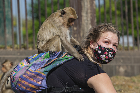 Monkey seen sitting on the tourists shoulders during the festival.
The Monkey Buffet Festival is held annually in Lopburi, Thailand since 1989. This festival started by hotelier Yongyuth Kitwattananusont with the help of the Tourism Authority of Thailand and become annually festival of Lopburi province.