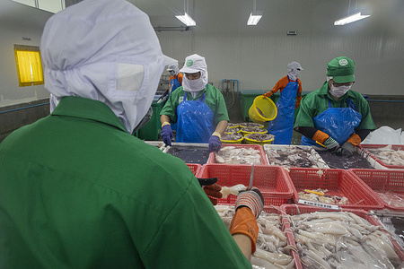 Factory workers are seen trimming, cleaning, and slicing squid in a Chaicharoen Marine factory in Pattani.
Pattani is located in the deep south of Thailand. This province is the biggest fishery hub of southern Thailand that supplies freshly caught seafood to other provinces of Thailand.