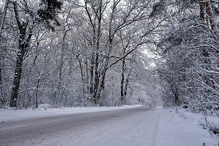 A view of a snow-covered road along the Voronezh forest park during a snowy winter.