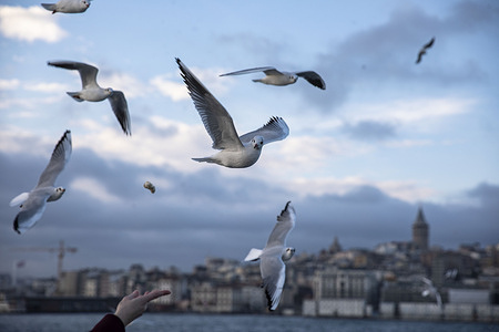 A hand seen throwing food to the seagulls flying in the sky.
