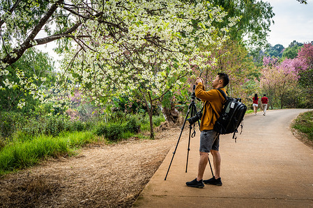 A tourist seen taking photos of white Cherry Blossom trees.
Tourists visit the Khun Wang Royal Agricultural project in Chiang Mai to observe the blooming of the Himalayan Cherry Blossoms. This rare natural event happens for a short period once a year near Doi Inthanon, the mountain with the highest peak in Thailand.