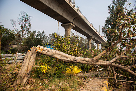 Trees lie on the pavement after being chopped off near the construction site of the Delhi Meerut metro line.
Many peepal trees have been cut down by the government authority during the construction of the Delhi -Meerut metro line.